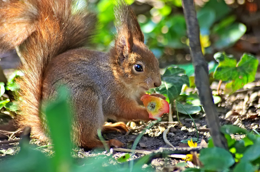 Squirrel eat apple