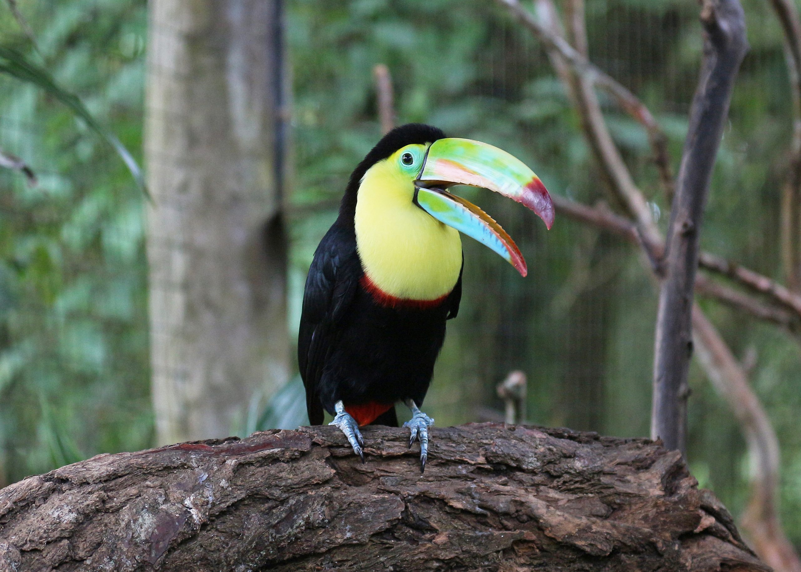 Toucan on the branch