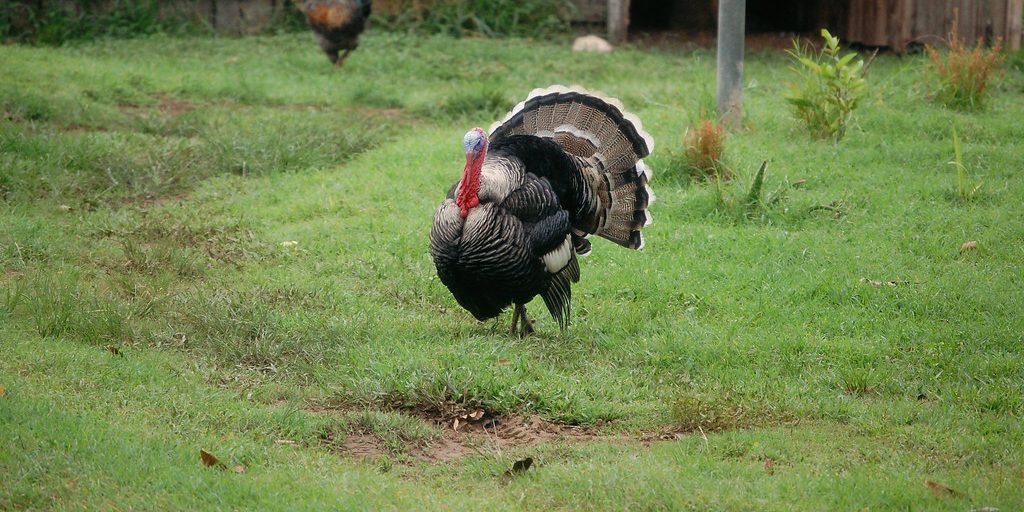 Turkey