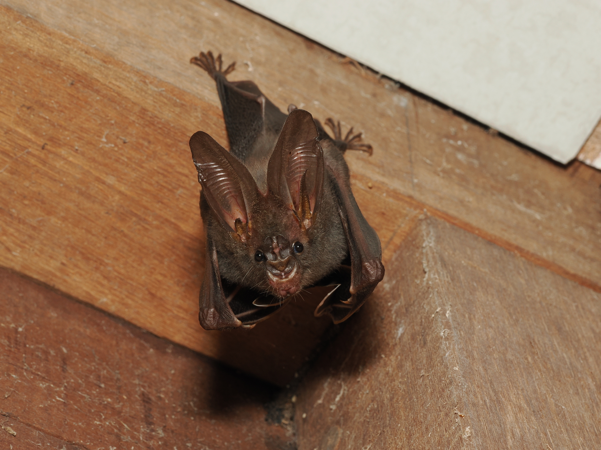 Vampire bat