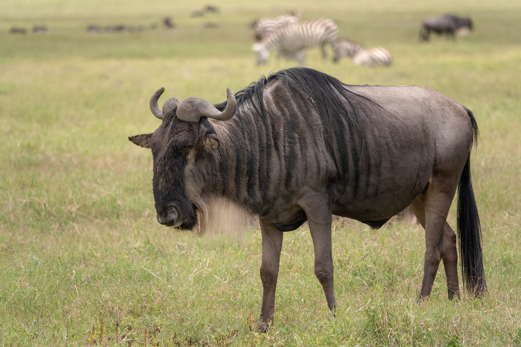 wildebeest in the meadow