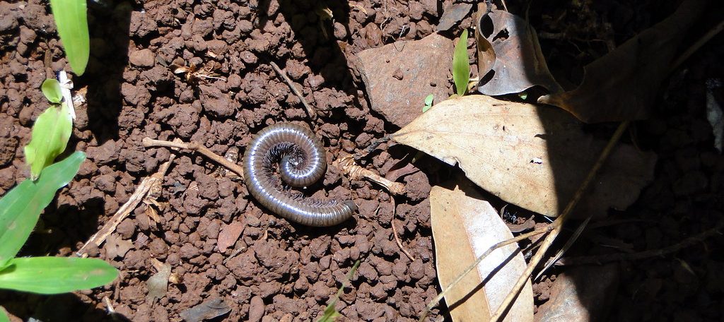 Worm on the ground