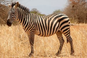 Zebra Fun for Kids: Facts & Coloring Page Activities