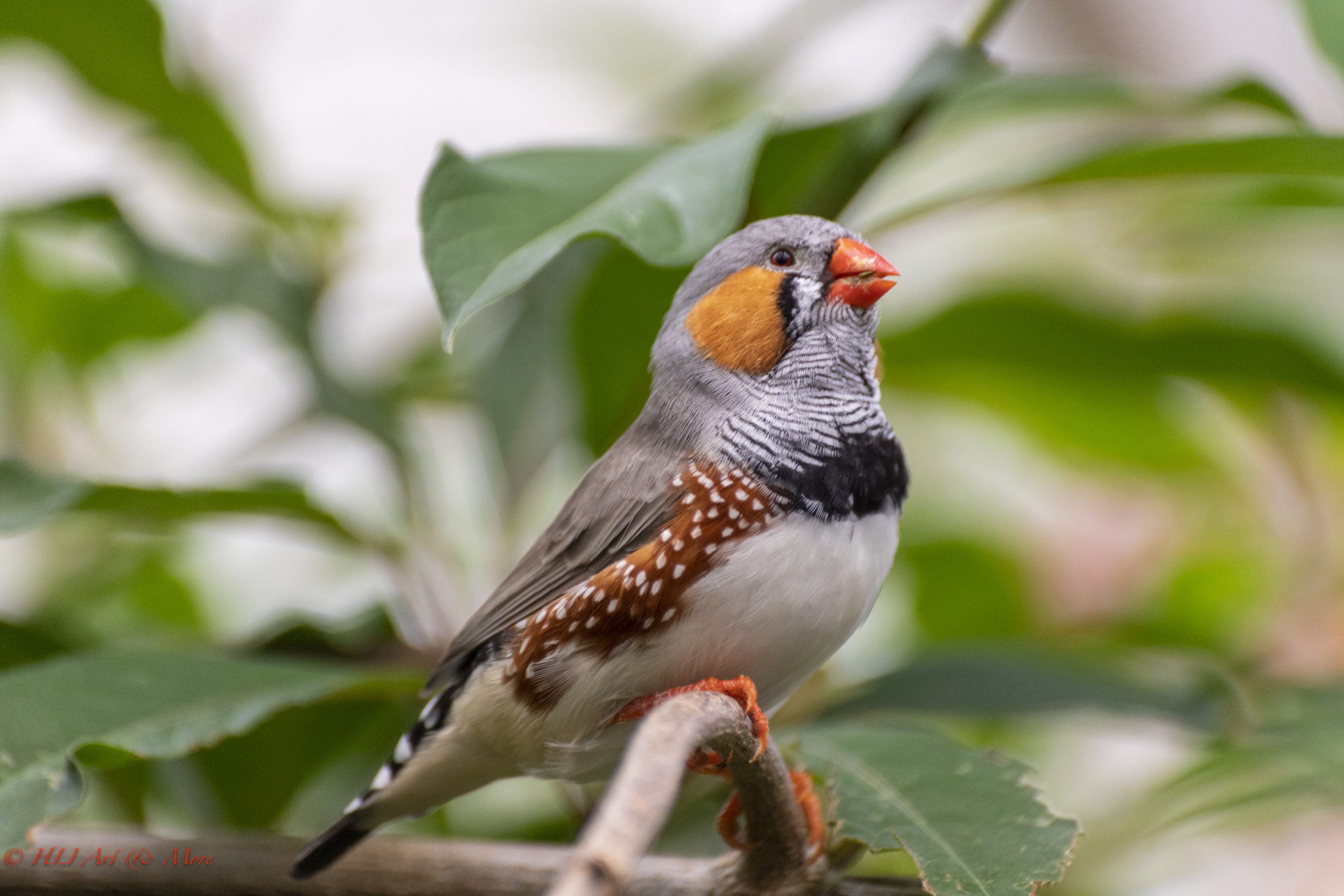 Zebra finch